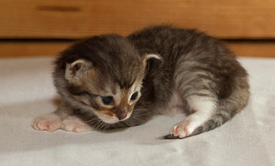 Irinouchka - 3 weeks old