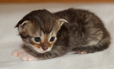 Irinouchka - 3 weeks old