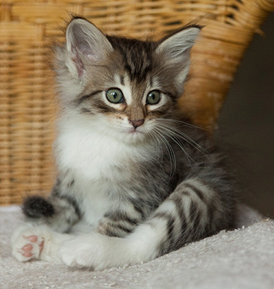 Irinouchka - 7 weeks old