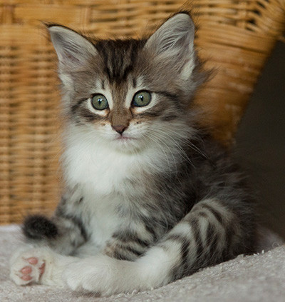 Irinouchka - 7 weeks old