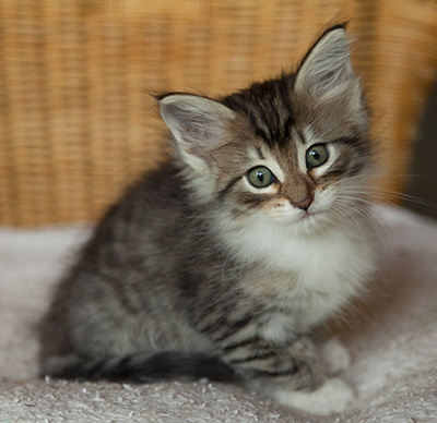 Irinouchka - 7 weeks old