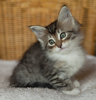 Irinouchka - 7 weeks old