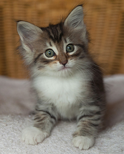 Irinouchka - 7 weeks old