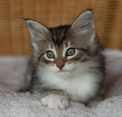 Irinouchka - 7 weeks old