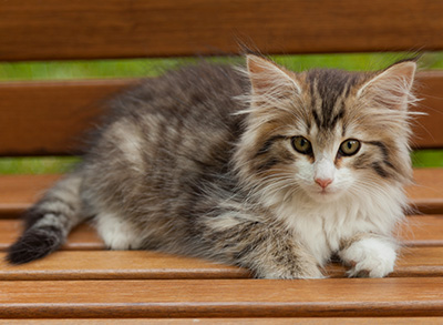 Ivana - 12 weeks old