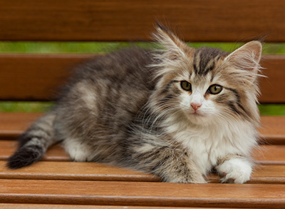 Ivana - 12 weeks old
