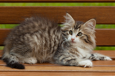 Ivana - 12 weeks old