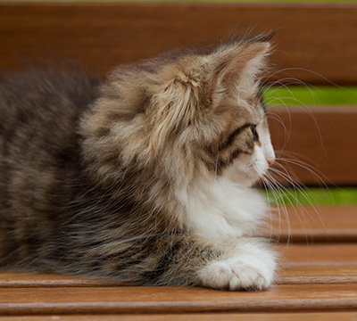 Ivana - 12 weeks old
