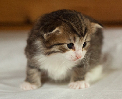 Ivana - 3 weeks old