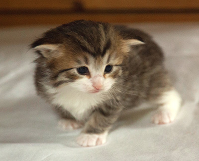 Ivana - 3 weeks old