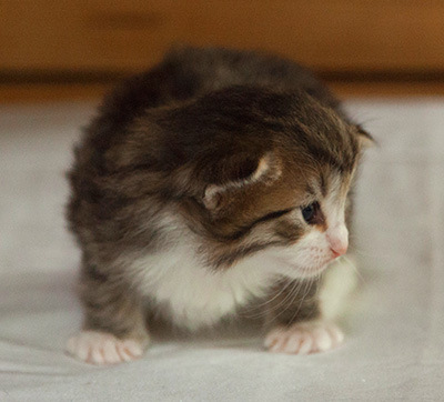 Ivana - 3 weeks old