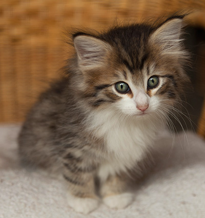 Ivana - 7 weeks old