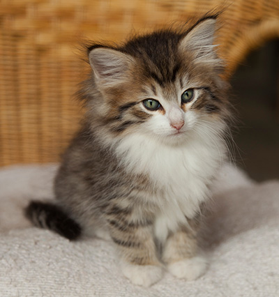 Ivana - 7 weeks old