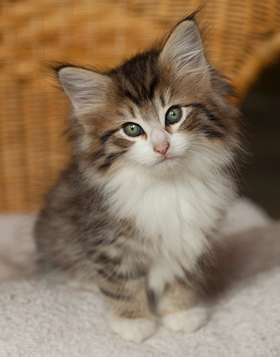 Ivana - 7 weeks old