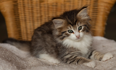 Ivana - 7 weeks old