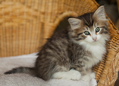 Ivana - 7 weeks old