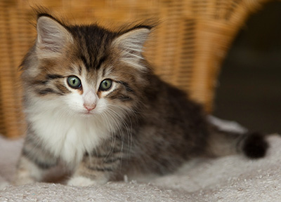 Ivana - 7 weeks old