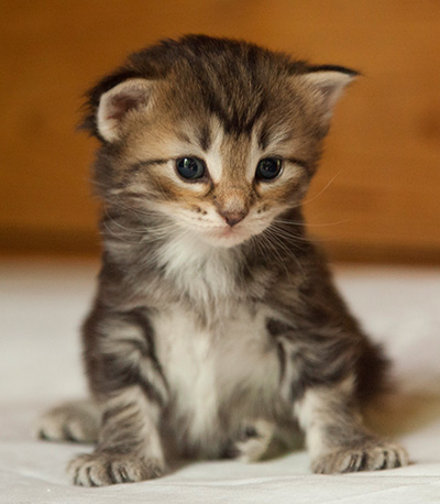 Ivanovna - 3 weeks old