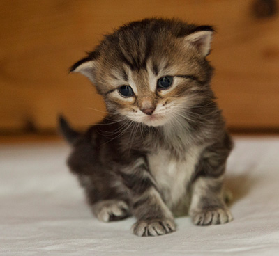 Ivanovna - 3 weeks old