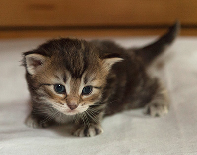 Ivanovna - 3 weeks old
