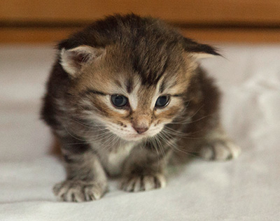 Ivanovna - 3 weeks old