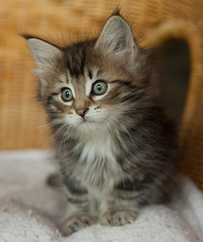 Ivanovna - 7 weeks old