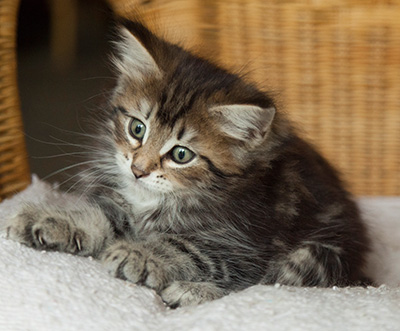 Ivanovna - 7 weeks old