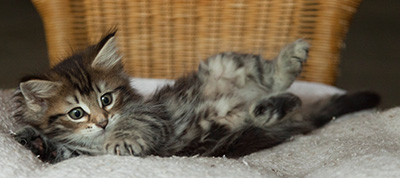 Ivanovna - 7 weeks old