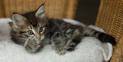Ivanovna - 7 weeks old