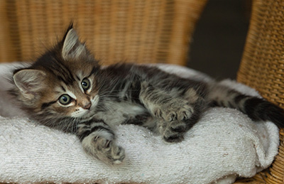 Ivanovna - 7 weeks old