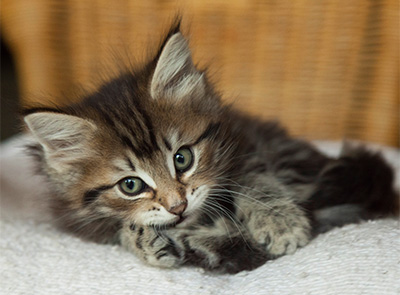 Ivanovna - 7 weeks old