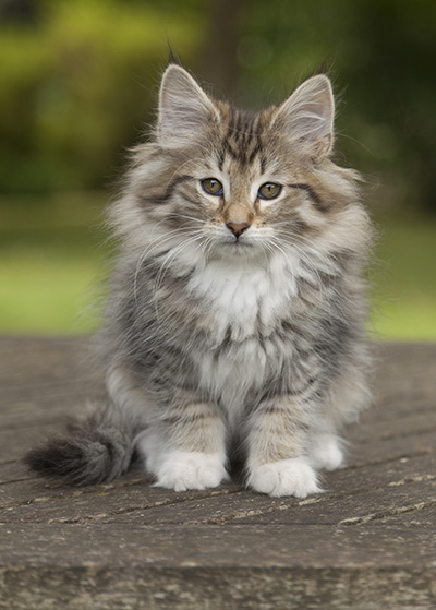 Lady Kara - 12 weeks old