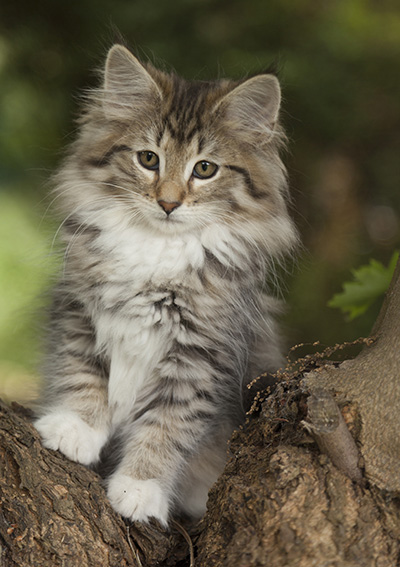 Lady Kara - 12 weeks old