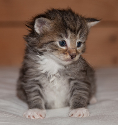 Lady Kara - 3 weeks old