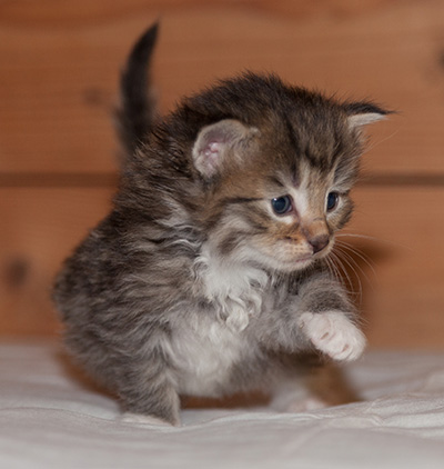 Lady Kara - 3 weeks old