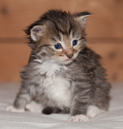 Lady Kara - 3 weeks old