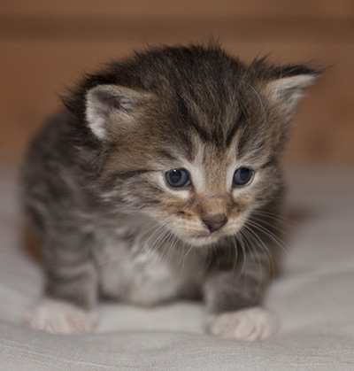 Lady Kara - 3 weeks old