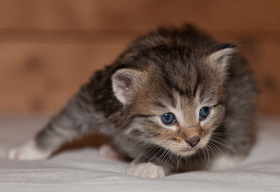 Lady Kara - 3 weeks old