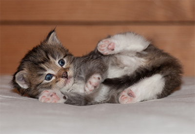 Lady Kara - 3 weeks old