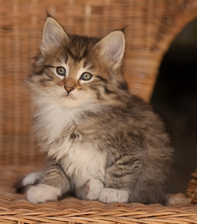 Lady Kara - 7 weeks old