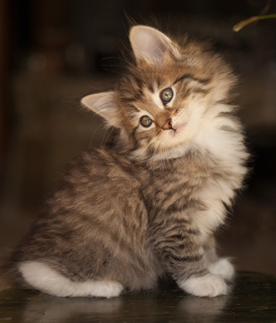 Lady Kara - 7 weeks old