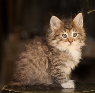 Lady Kara - 7 weeks old