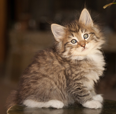 Lady Kara - 7 weeks old