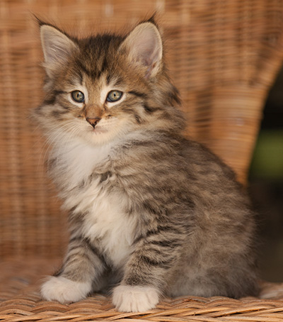 Lady Kara - 7 weeks old