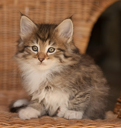 Lady Kara - 7 weeks old