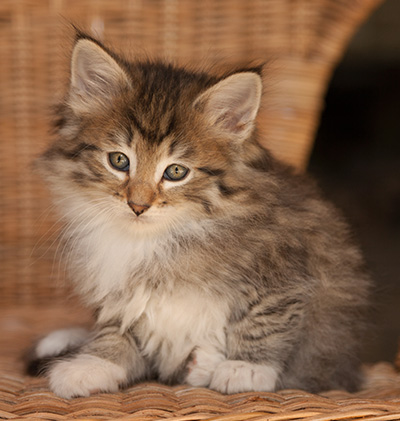 Lady Kara - 7 weeks old