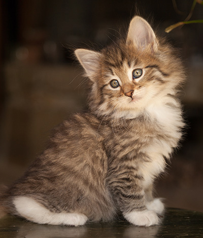 Lady Kara - 7 weeks old