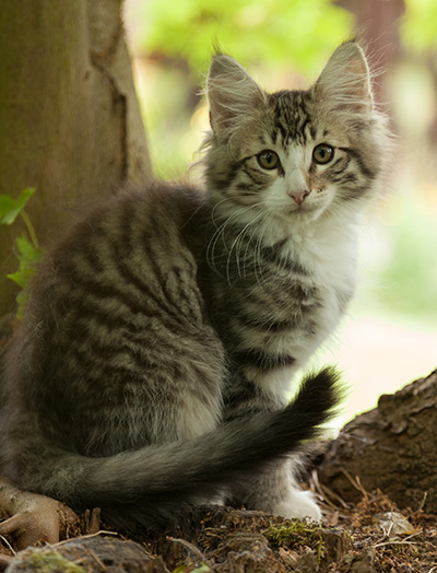 Laufey - 12 weeks old