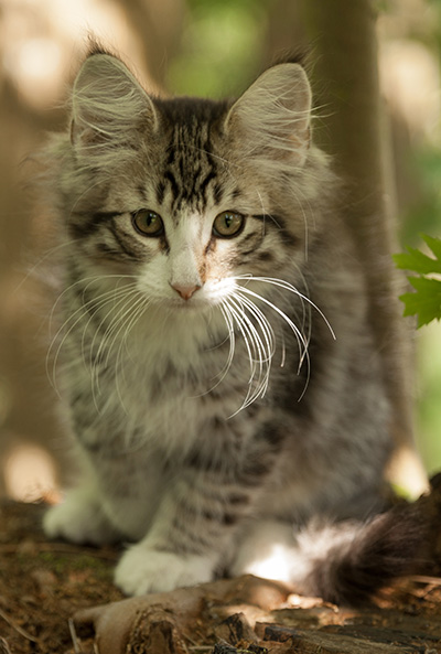 Laufey - 12 weeks old
