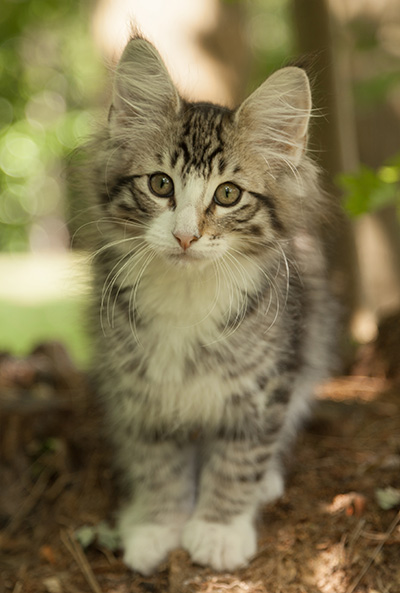 Laufey - 12 weeks old
